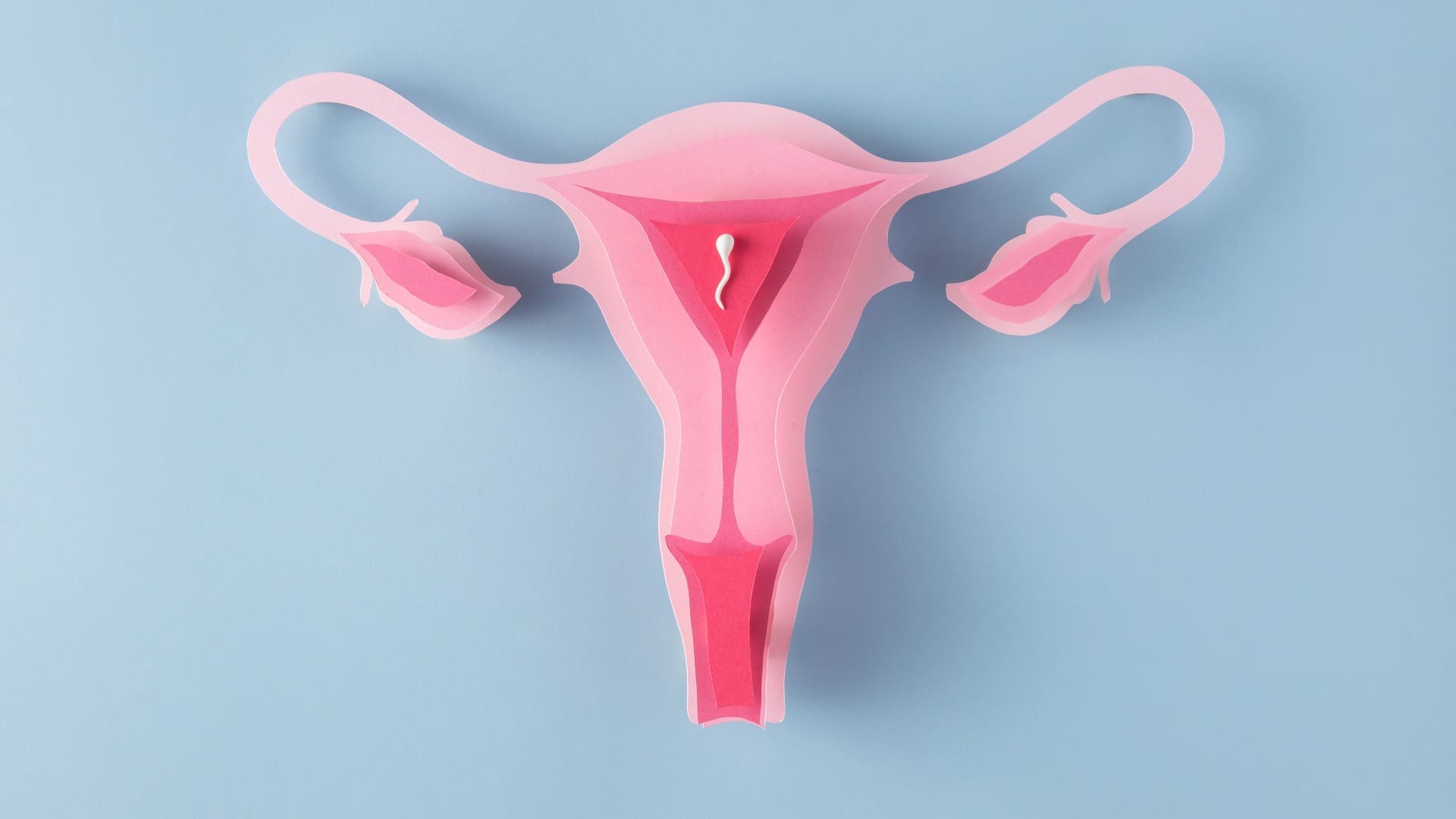 uterus showing when you're ovulating