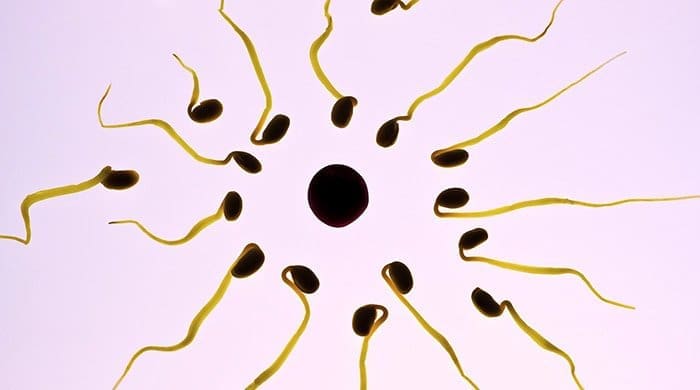 You’ll Never Guess What Researchers Found Living In Semen